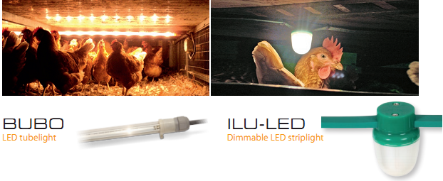 Poultry lighting